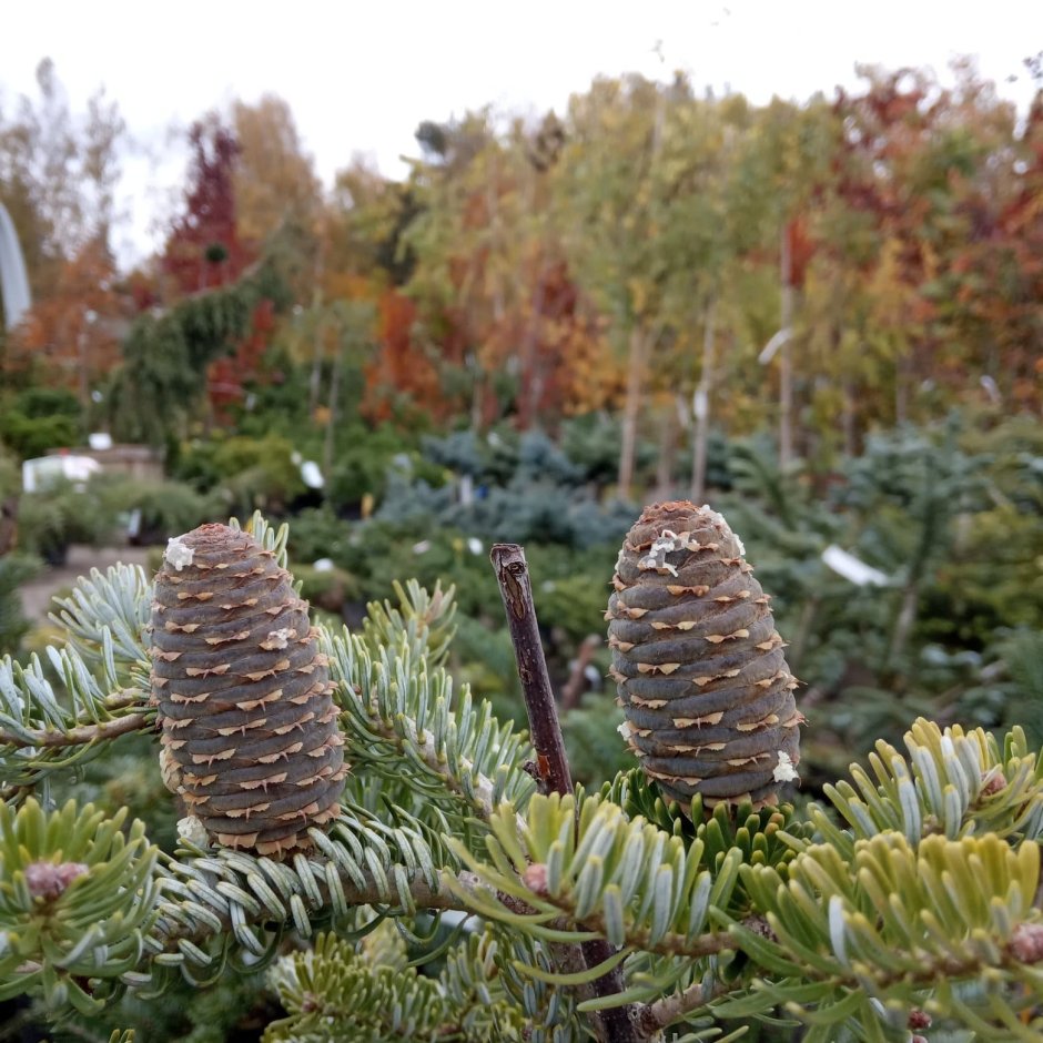Пихта корейская (Abies Koreana Silberlocke) RB 60-80
