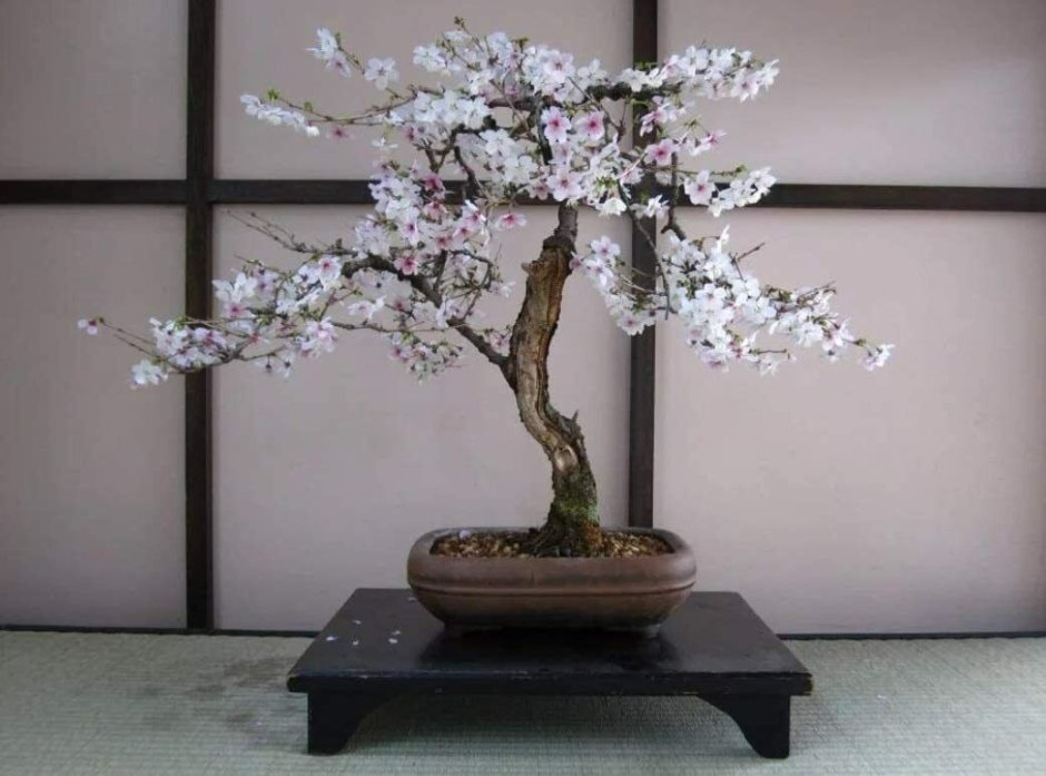 Карликовое дерево бонсай Сакура