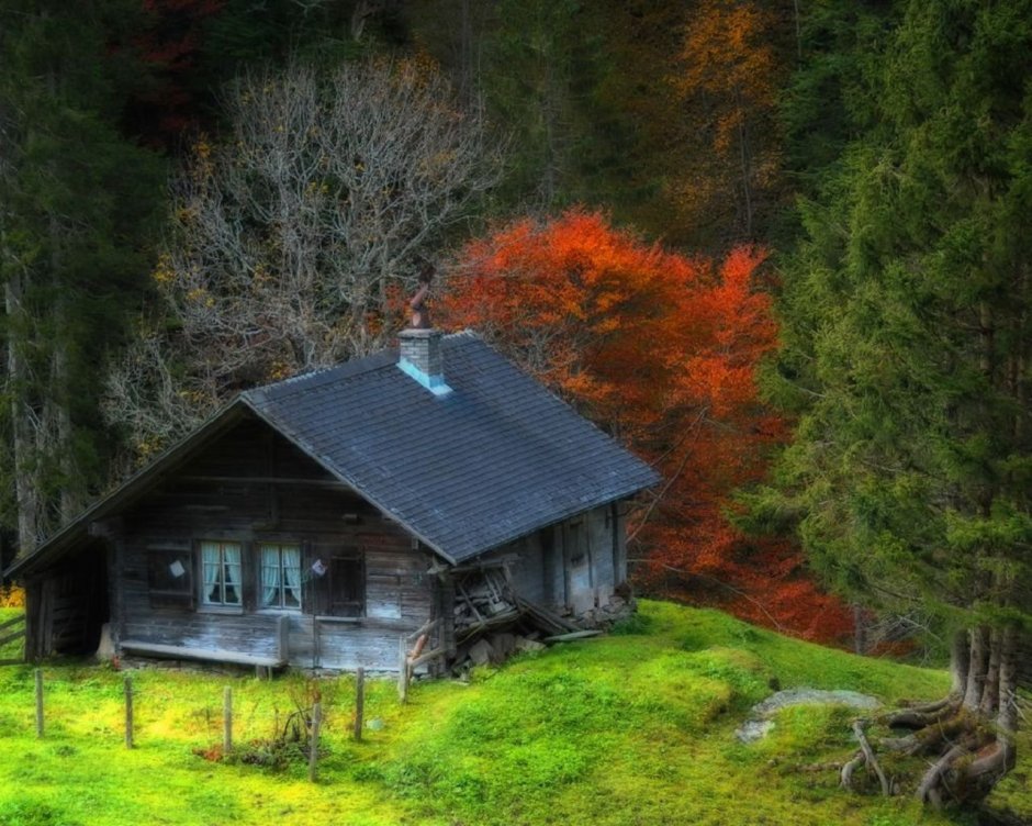 Forest House Хижина в лесу