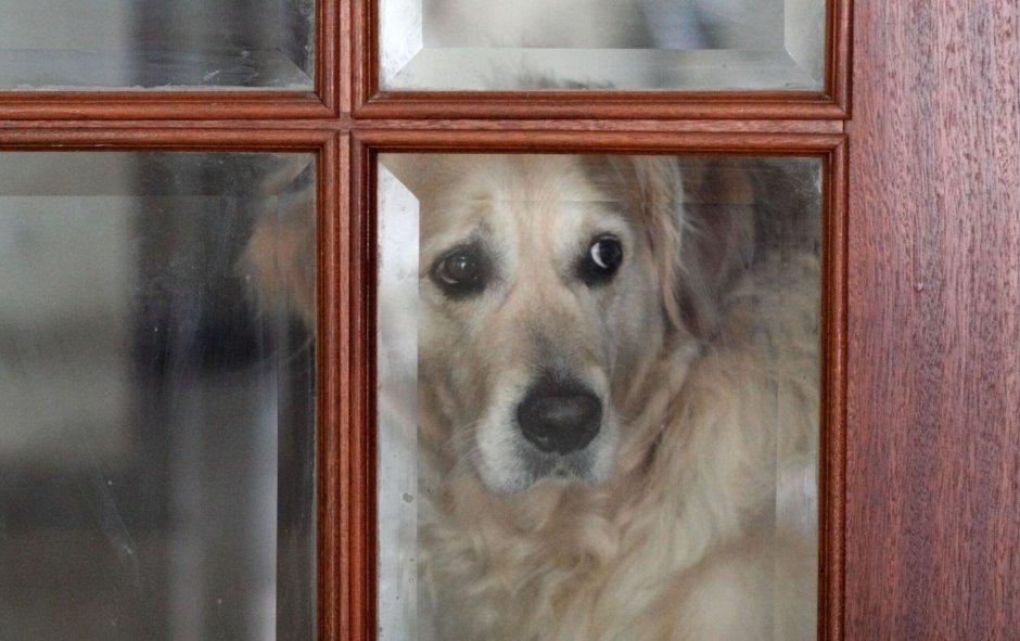 Собака окно дождь