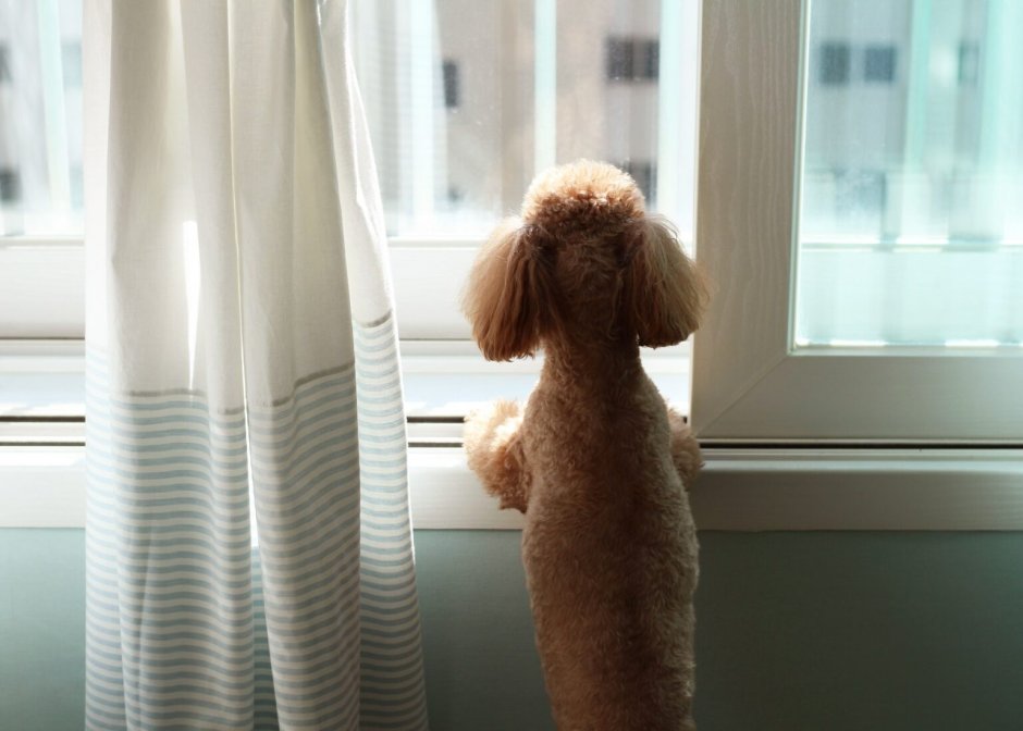 Собака заглядывает в окно