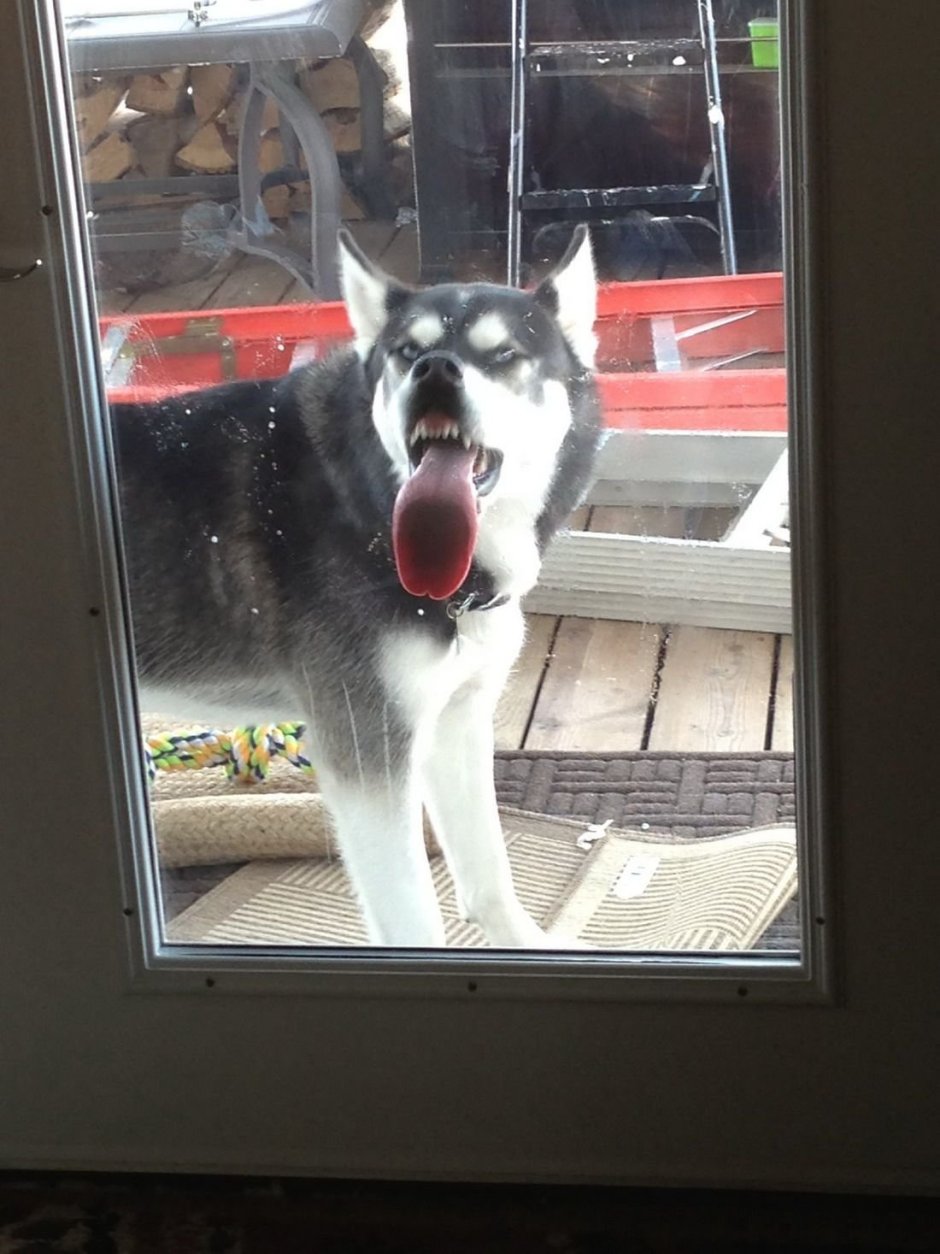 Собака пришла в гости. Собака в окне. Собака носом в стекло. Прикольные хаски. Хаски облизывает стекло.