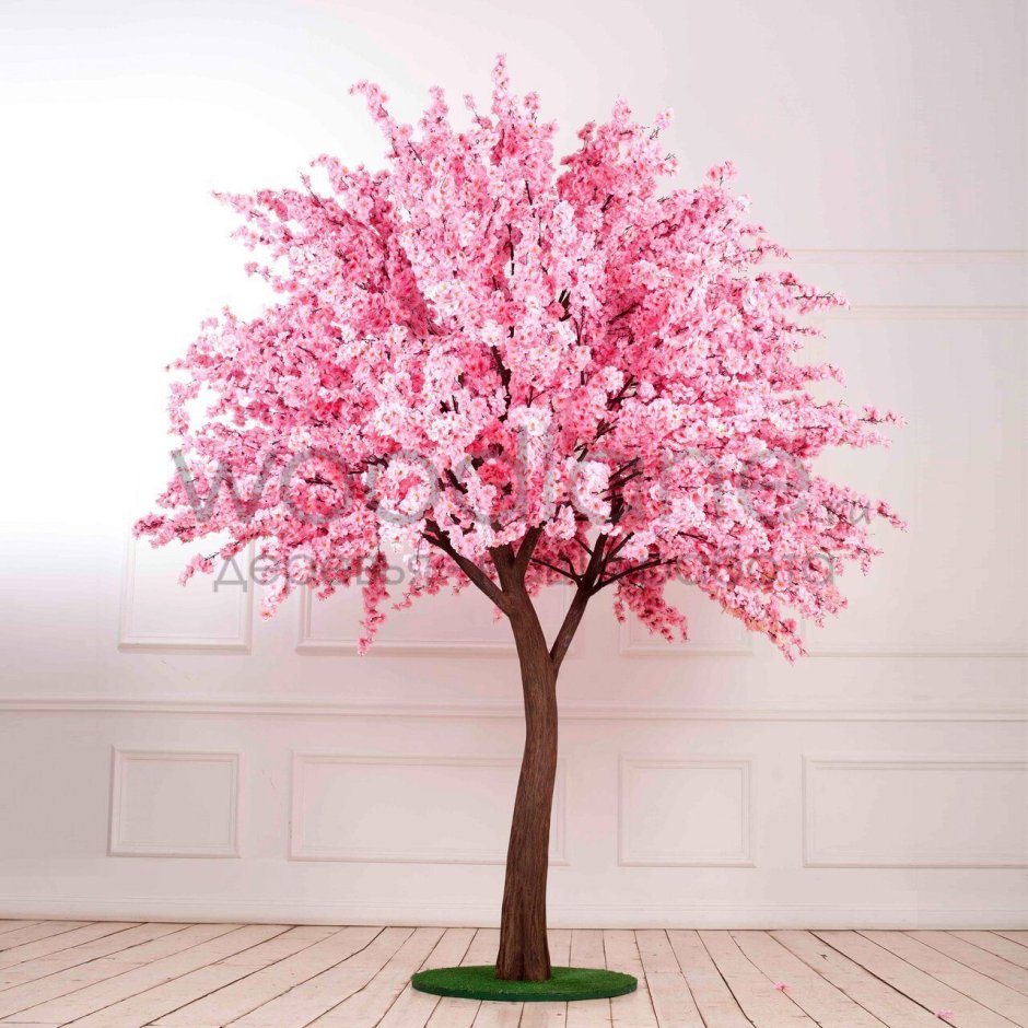 Декоративное дерево Сакура