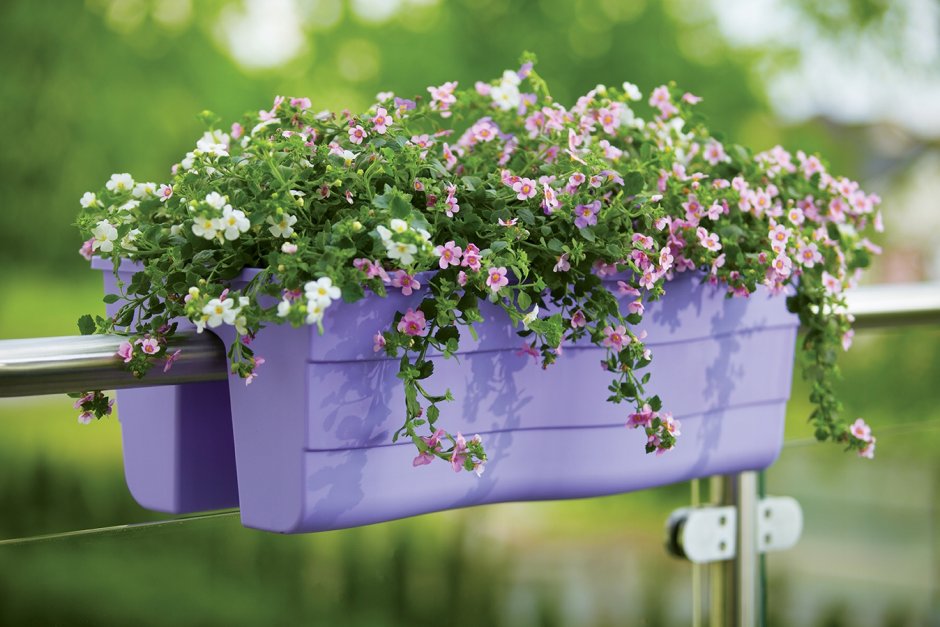 Ящик балконный Lobelia