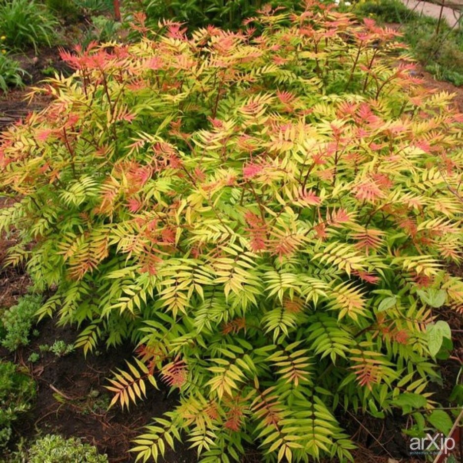 Рябинник рябинолистный Sorbaria sorbifolia “sem”