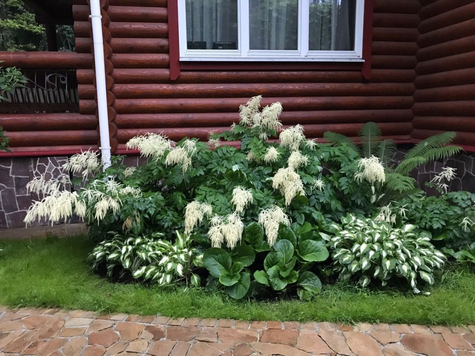 Волжанка и роджерсия
