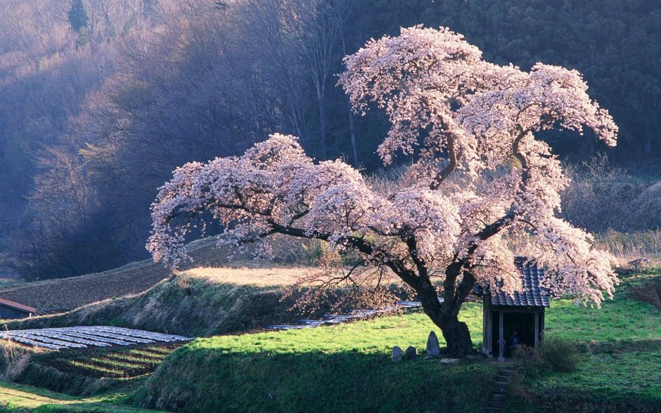 Розовые деревья в Японии