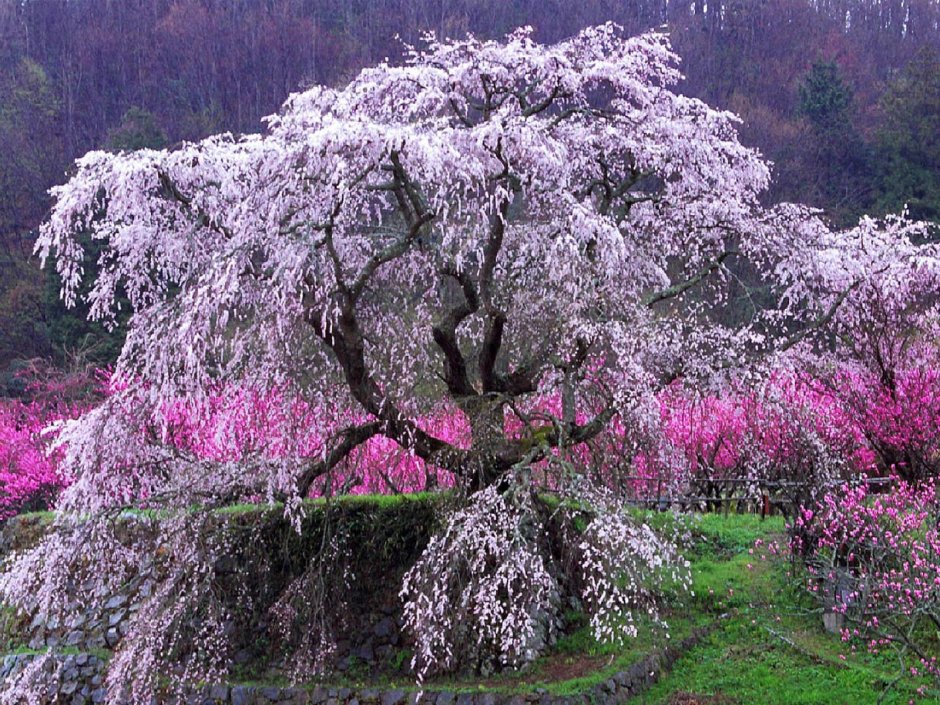 Цветущая вишня дерево