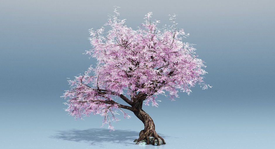 Цветущая Сакура дерево