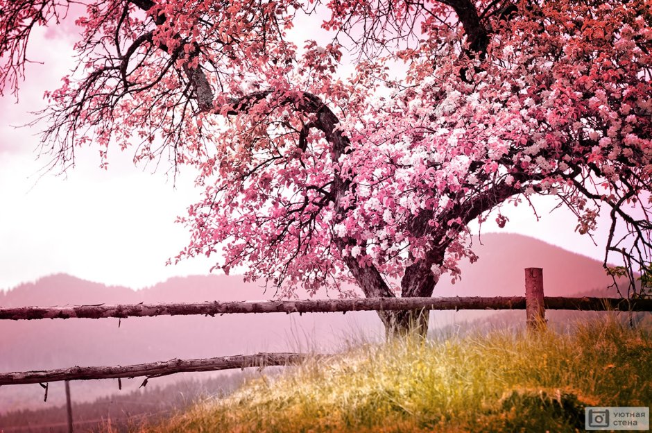 Sakura дерево