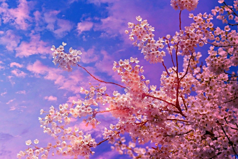 Цветущая Сакура дерево
