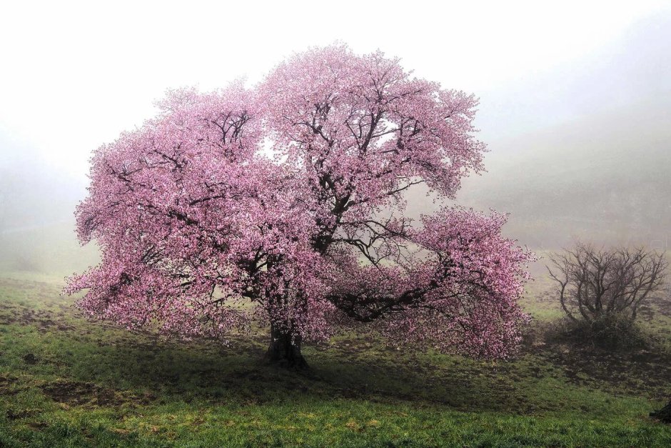 Сакура дерево одиночное дерево