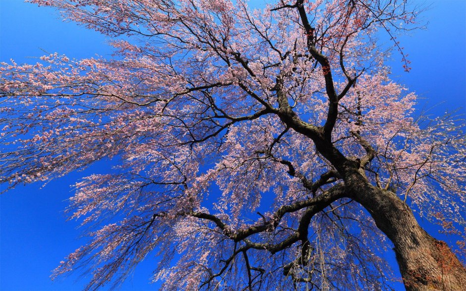Сакура деревья аллея