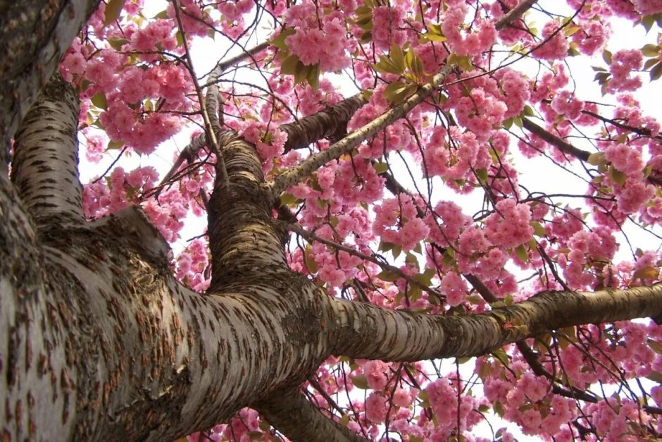 Sakura вишня