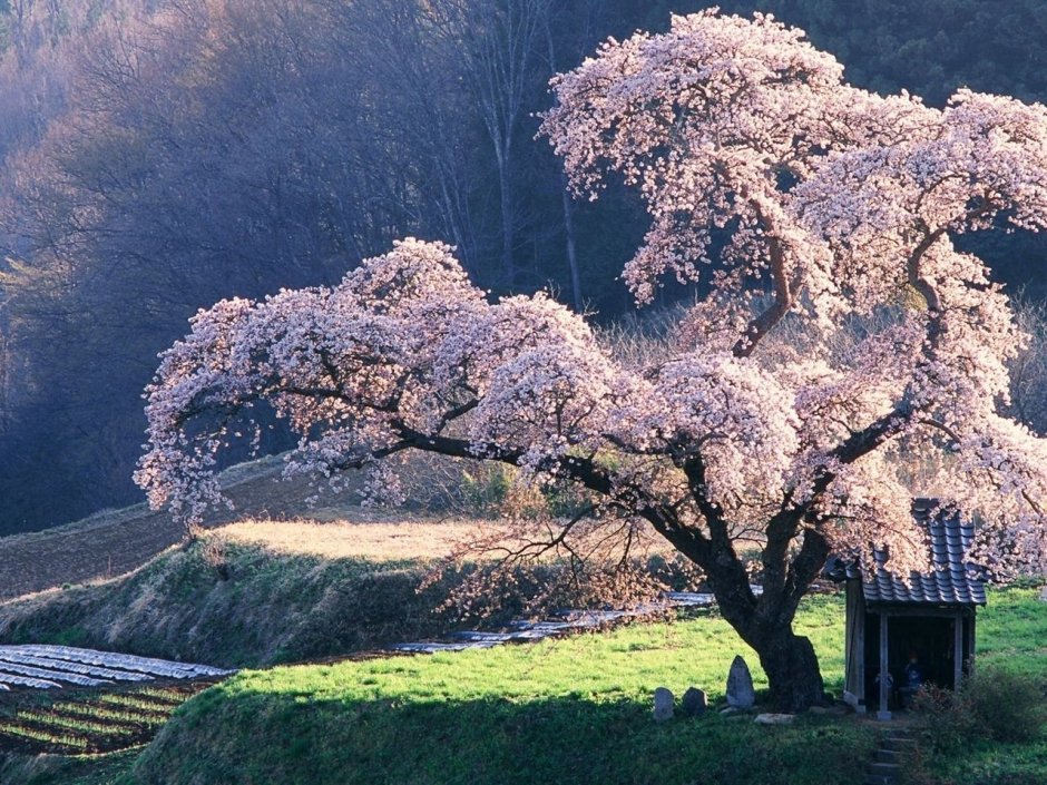 Сакура 6к дерево