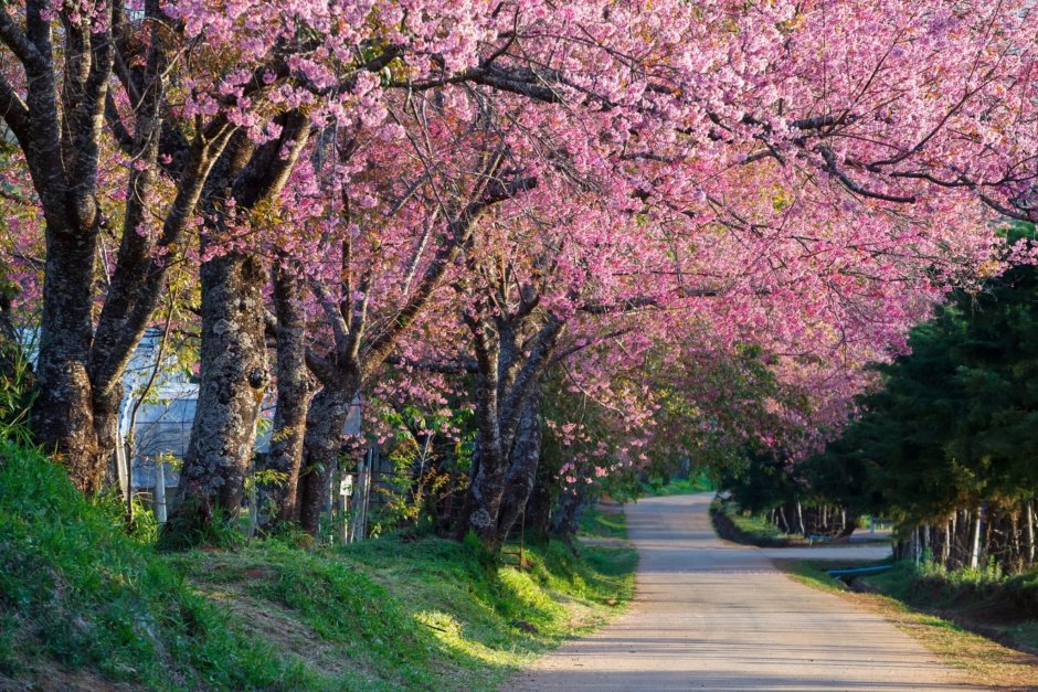 Sakura дерево