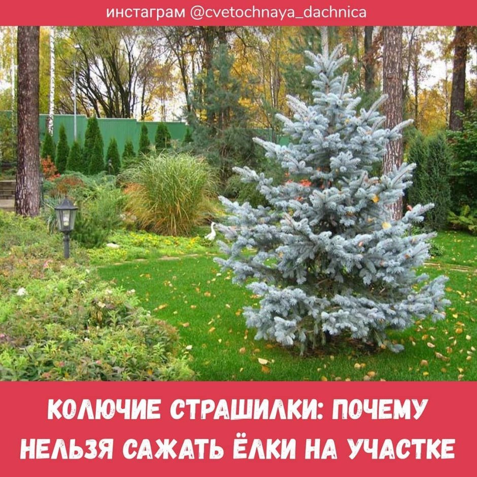 Ель колючая "Хупси" ("Hoopsii")