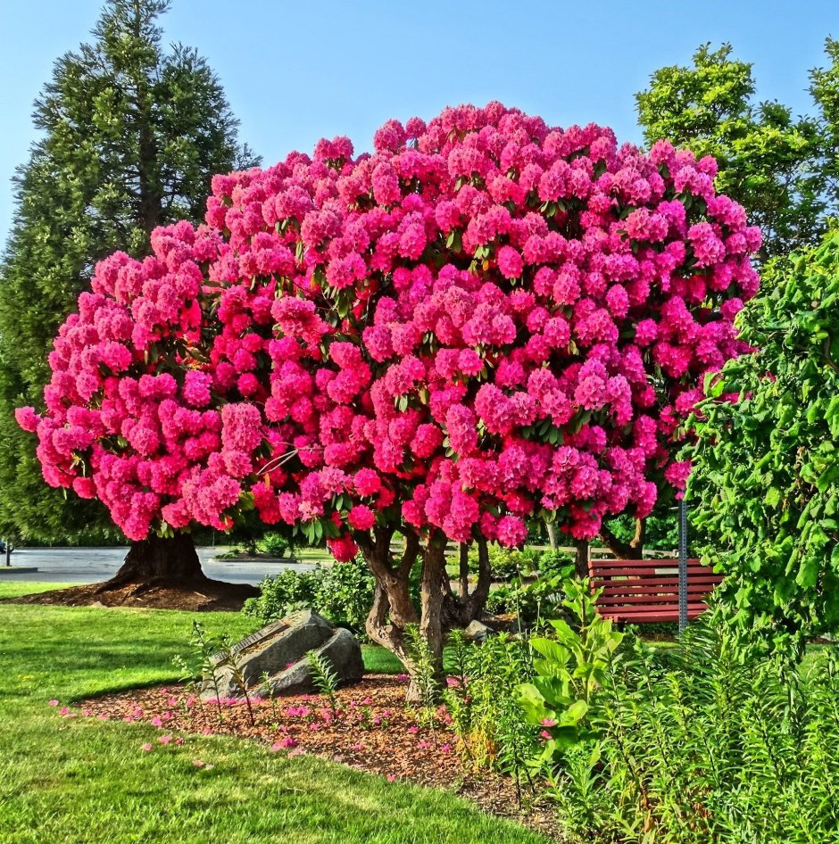 Азалия рододендрон древовидная
