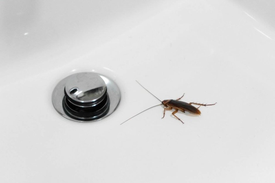Тараканы в ванной