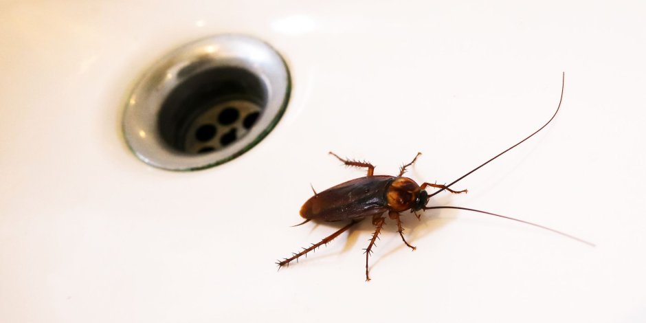 Маленькие тараканы в ванной