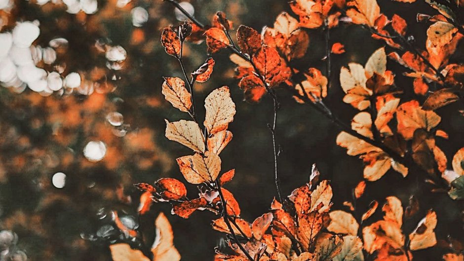 Осенний фон aesthetic
