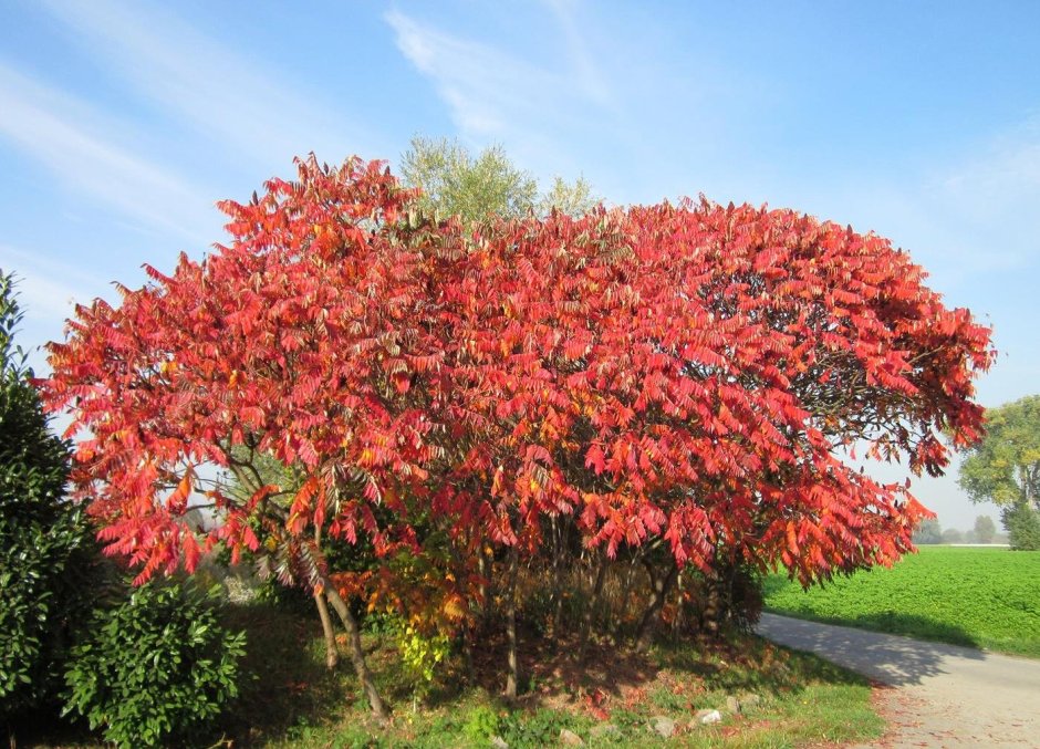 Rhus typhina