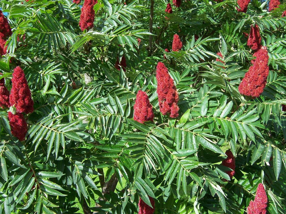 Сумах Rhus typhina