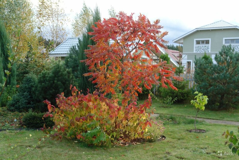 Rhus typhina dissecta