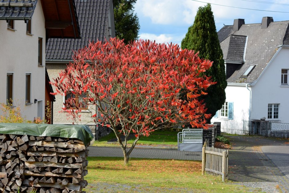 Rhus typhina dissecta