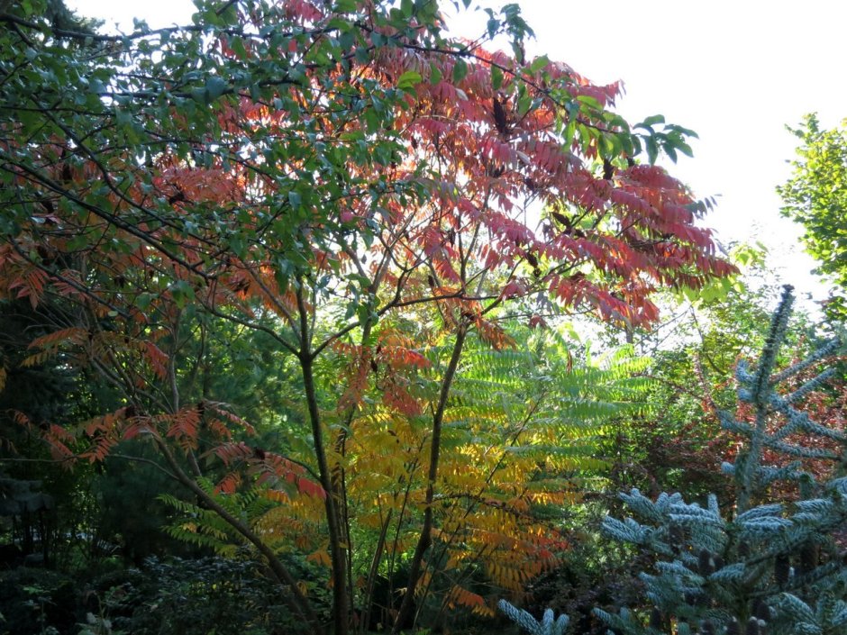 Сумах оленерогий Rhus typhina