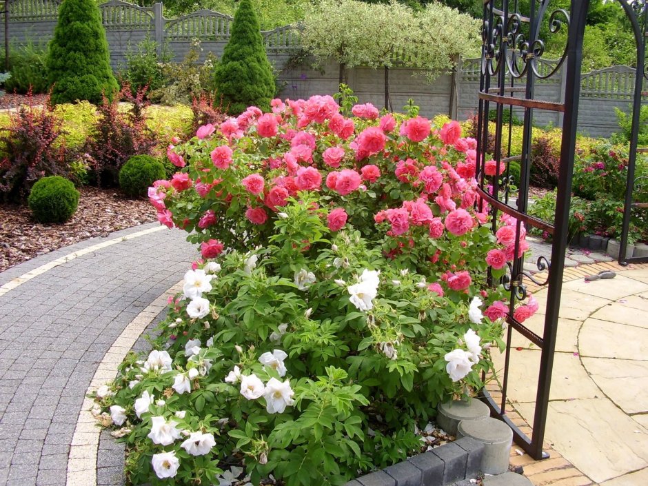 Роза Rosarium Uetersen с хвойниками