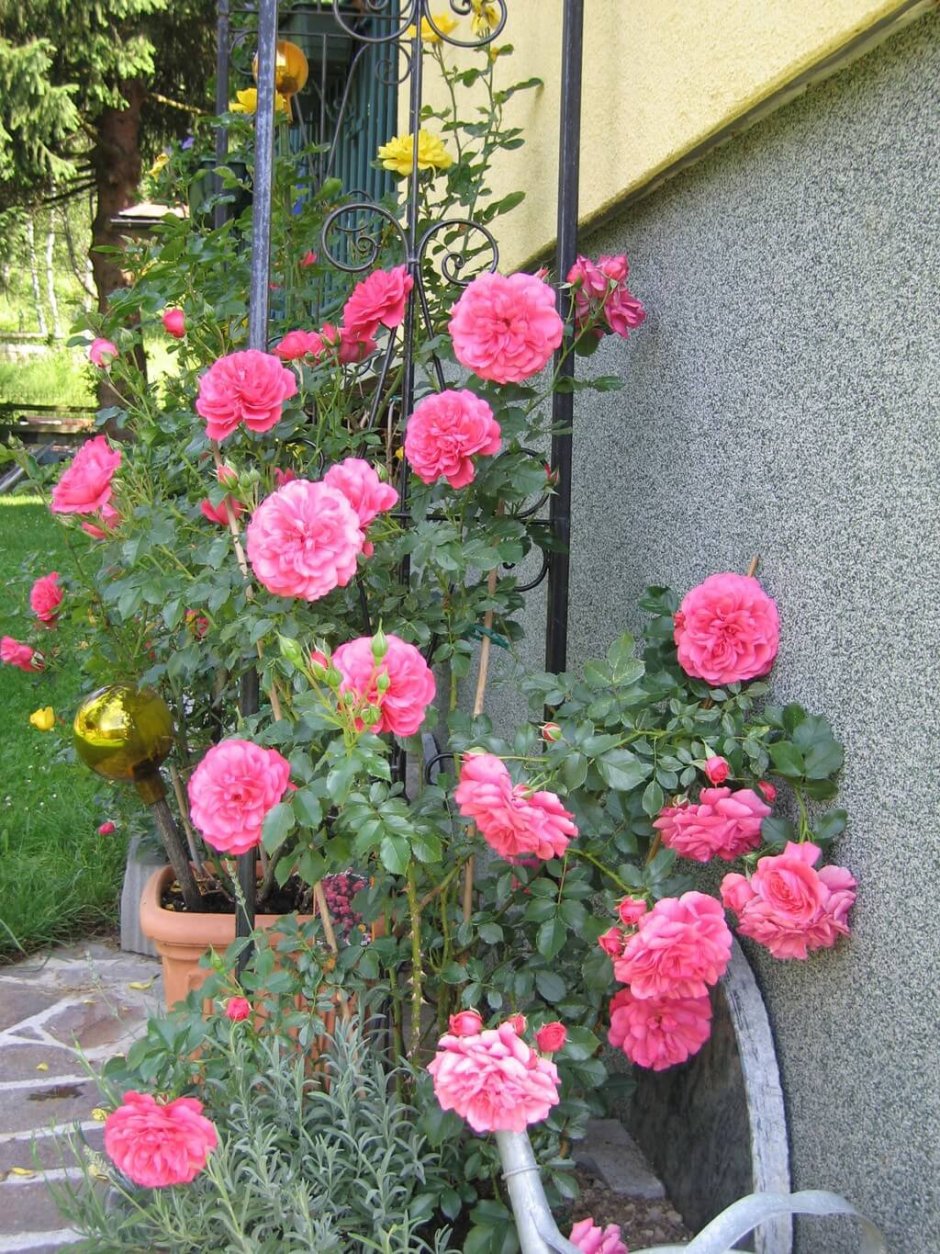 Розариум Парковая роза