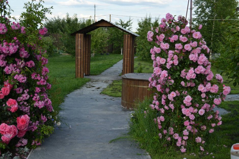 Роза Кордес Rosarium Uetersen