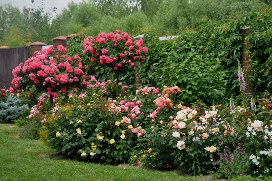 Роза Rosarium_Uetersen