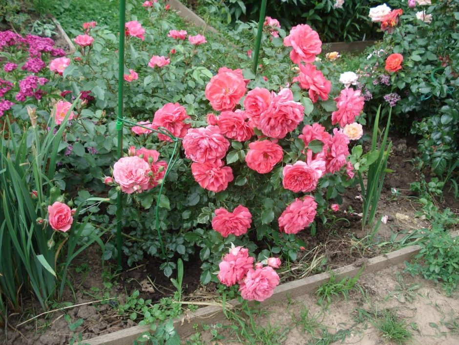 Роза плетистая Kletterrose