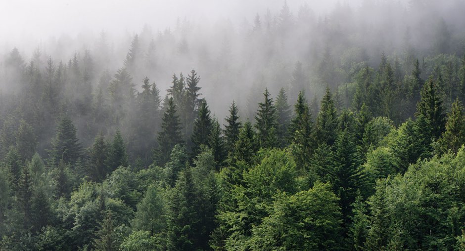 Принты лес в тумане
