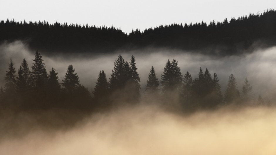 Туманный лес в интерьере