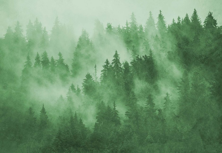 Обои лес в тумане на стену