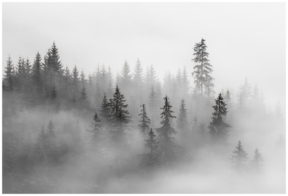 Лес в тумане панорама
