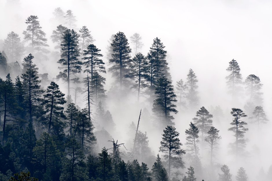 Аффреско туманный лес