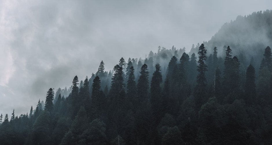Лес окутанный туманом