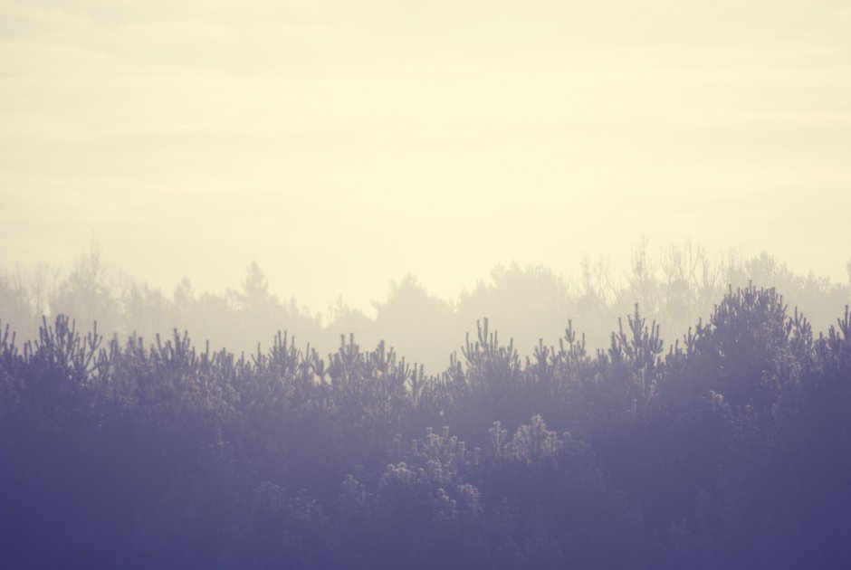 Хвойный лес в тумане верхушки