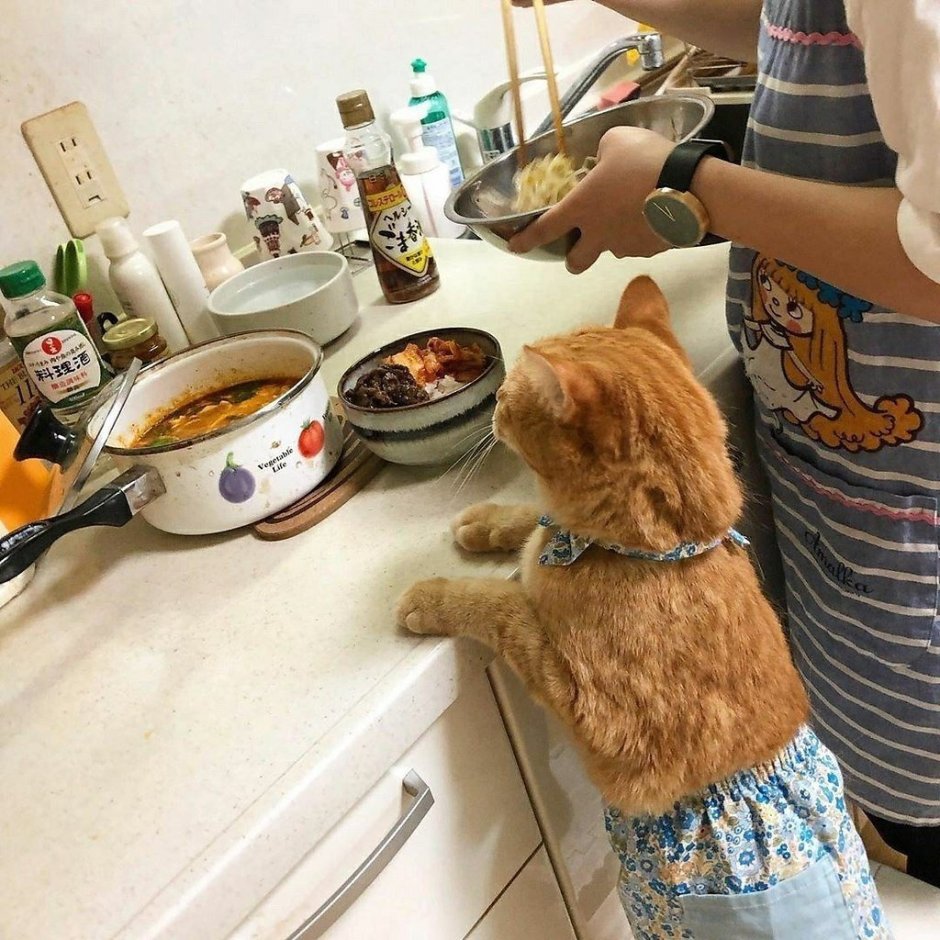 Кошка на кухне