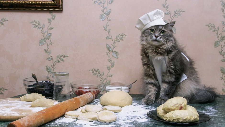 Котик повар