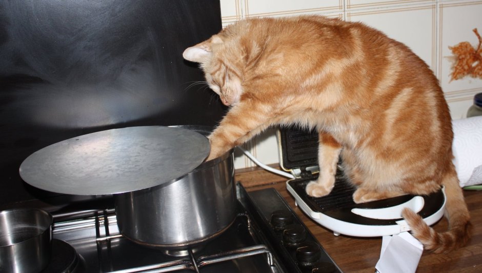 Коты за столом
