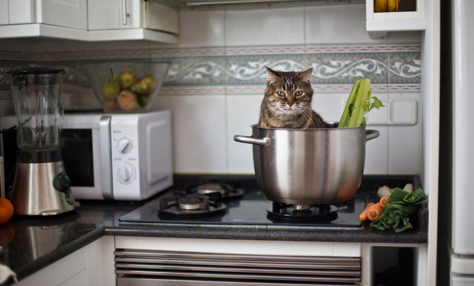 Кошка на столе на кухне