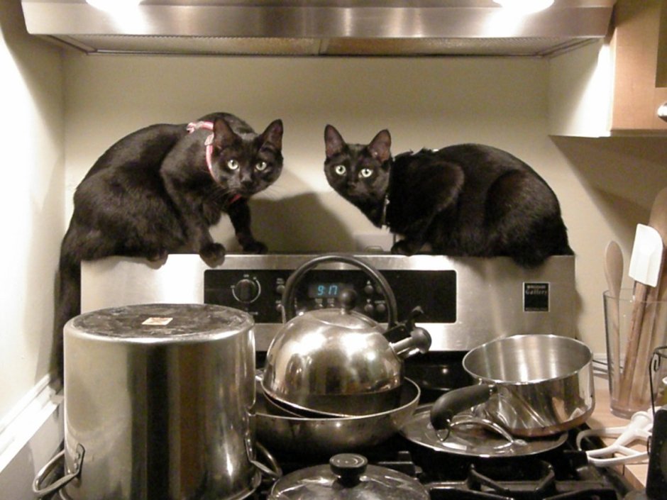 Кошка на кухне