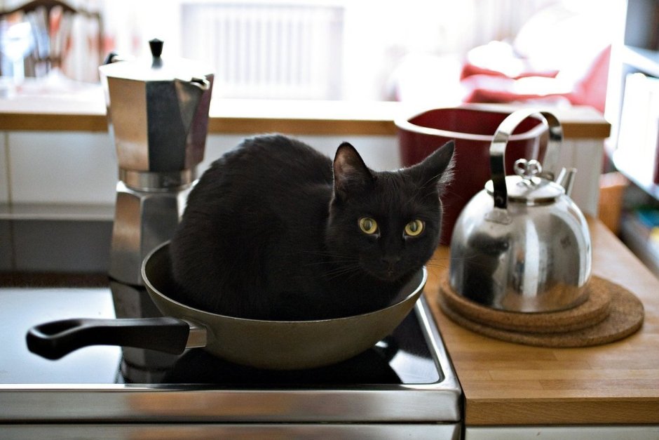 Кот готовит