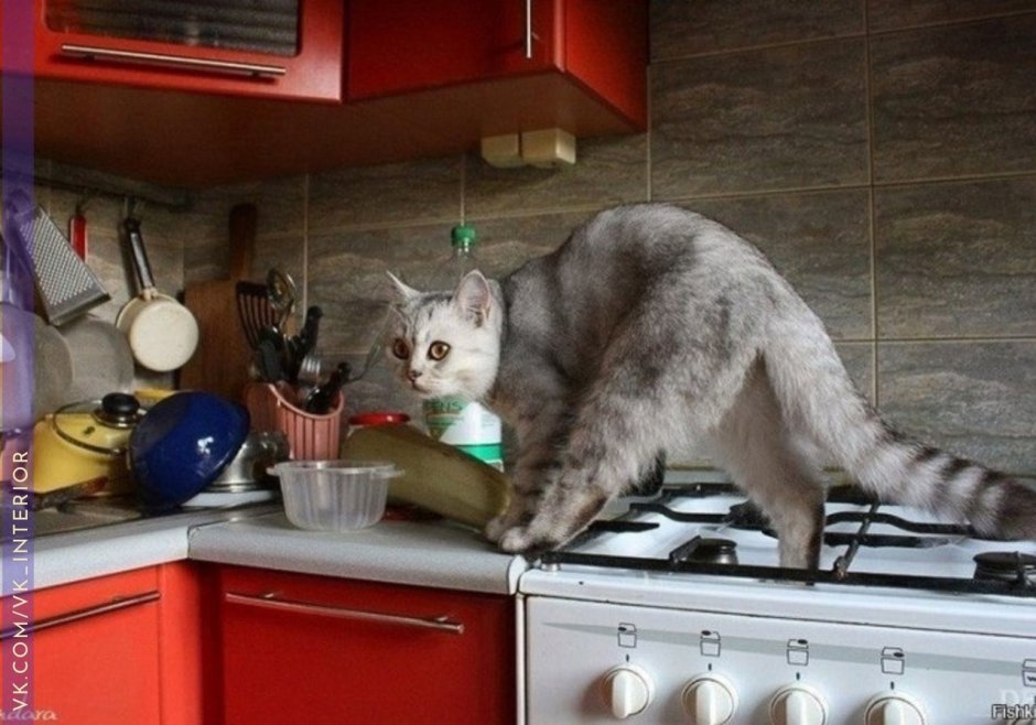 Кот повар