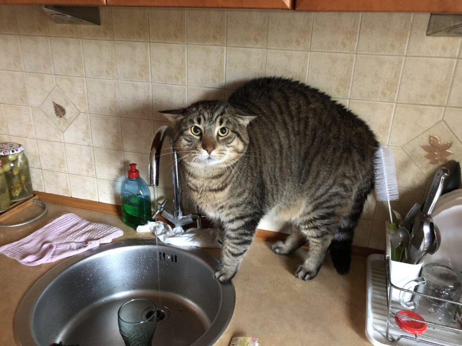Кот на кухне